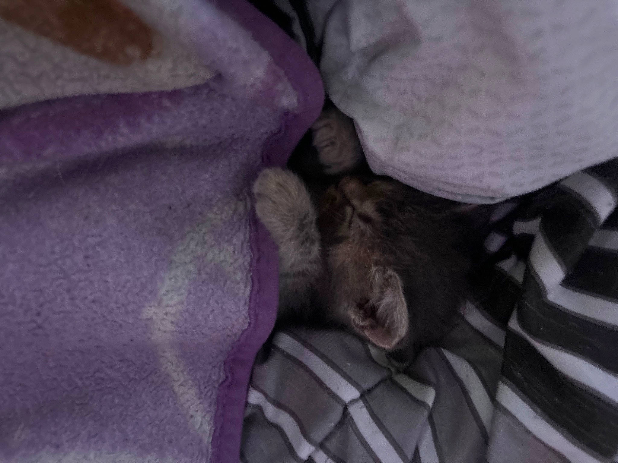 Zoe joined the competition — help win amazing prizes! bed_sheet, bedding, canidae, carnivore, comfort, companion_dog, dog, dog_breed, domestic_short_haired_cat, fawn, felidae, fur, grey, linens, paw, purple, small_to_medium_sized_cats, sporting_group, textile, whiskers