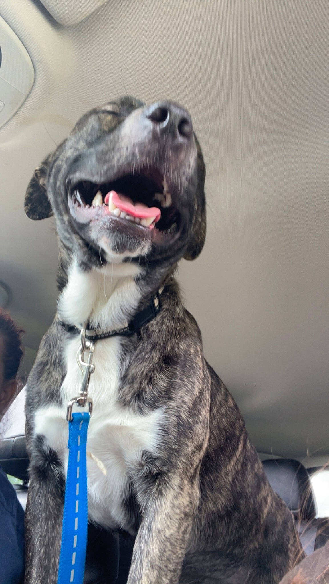 Rocky is registered to the contest to win money with this photo: canidae, carnivore, collar, companion_dog, dog, dog_breed, dog_collar, dog_supply, fur, grey, guard_dog, gun_dog, leash, liver, metal, pet_supply, snout, sporting_group, whiskers, working_animal