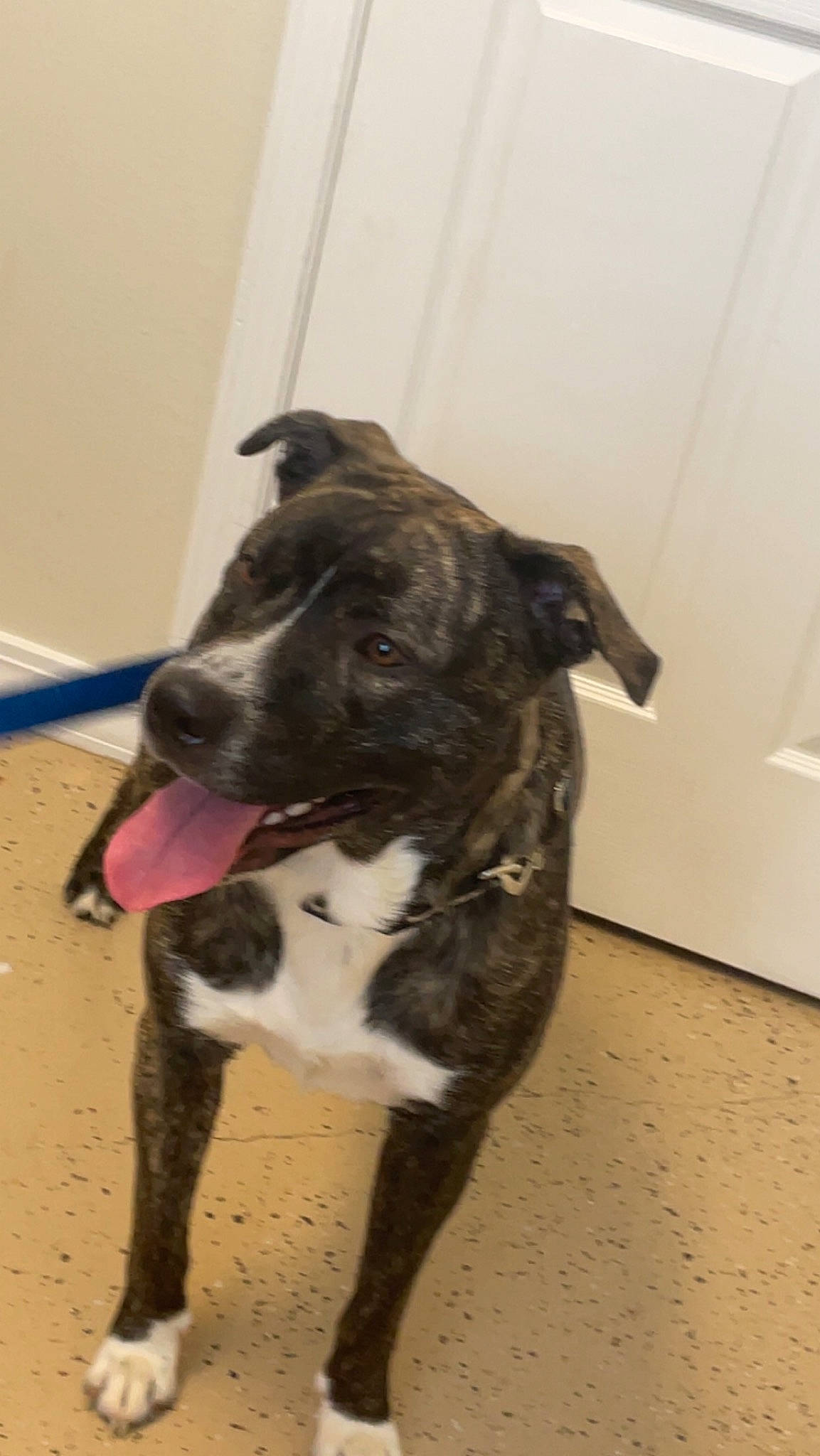 Rocky is registered to the contest to win money with this photo: canidae, carnivore, collar, companion_dog, dog, dog_breed, dog_collar, door, fawn, flooring, fur, guard_dog, non_sporting_group, snout, sporting_group, tail, terrestrial_animal, whiskers, working_animal, working_dog