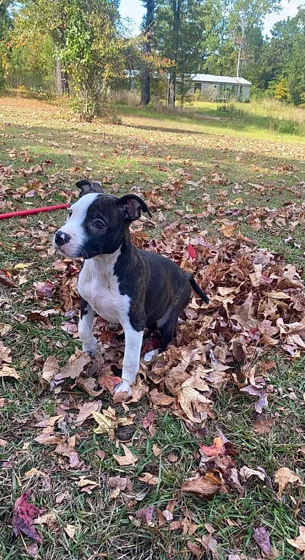 Luna joined the competition — help win amazing prizes! autumn, boston_terrier, canidae, carnivore, collar, companion_dog, dog, dog_breed, fawn, grass, groundcover, gun_dog, liver, plant, snout, soil, tail, terrestrial_animal, tree, working_animal