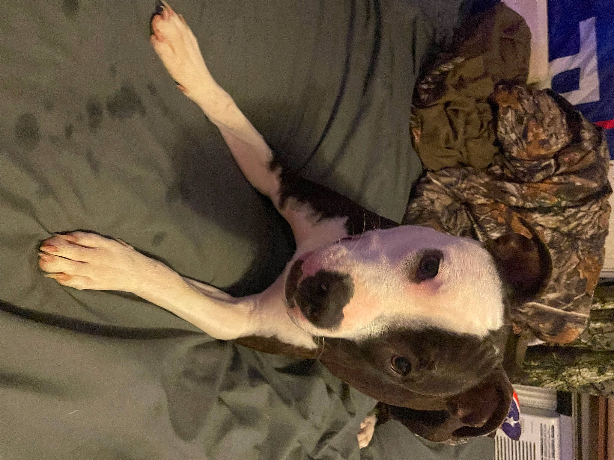 Luna is registered to the contest to win money with this photo: army, camouflage, carnivore, dog_breed, fang, fur, gesture, helmet, jaw, marines, military_camouflage, military_organization, military_person, military_uniform, non_commissioned_officer, personal_protective_equipment, reptile, skull, soldier, sporting_group