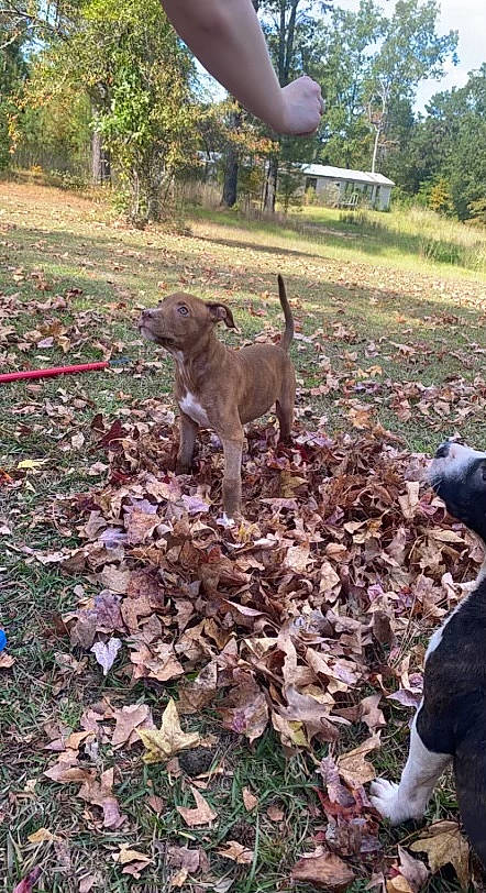 Tank is registered to the contest to win money with this photo: autumn, canidae, carnivore, companion_dog, dog, dog_breed, fawn, garden, grass, groundcover, gun_dog, hunting_dog, liver, plant, soil, sporting_group, tail, tree, working_animal, yard