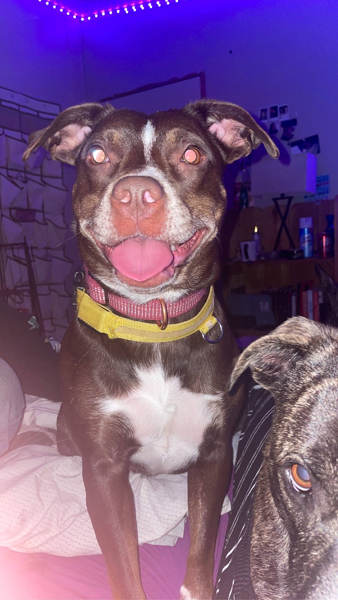 Pheonix joined the competition — help win amazing prizes! canidae, carnivore, collar, companion_dog, dog, dog_breed, dog_collar, fawn, fur, guard_dog, leash, liver, molosser, pet_supply, pug, snout, sporting_group, toy_dog, whiskers, working_animal