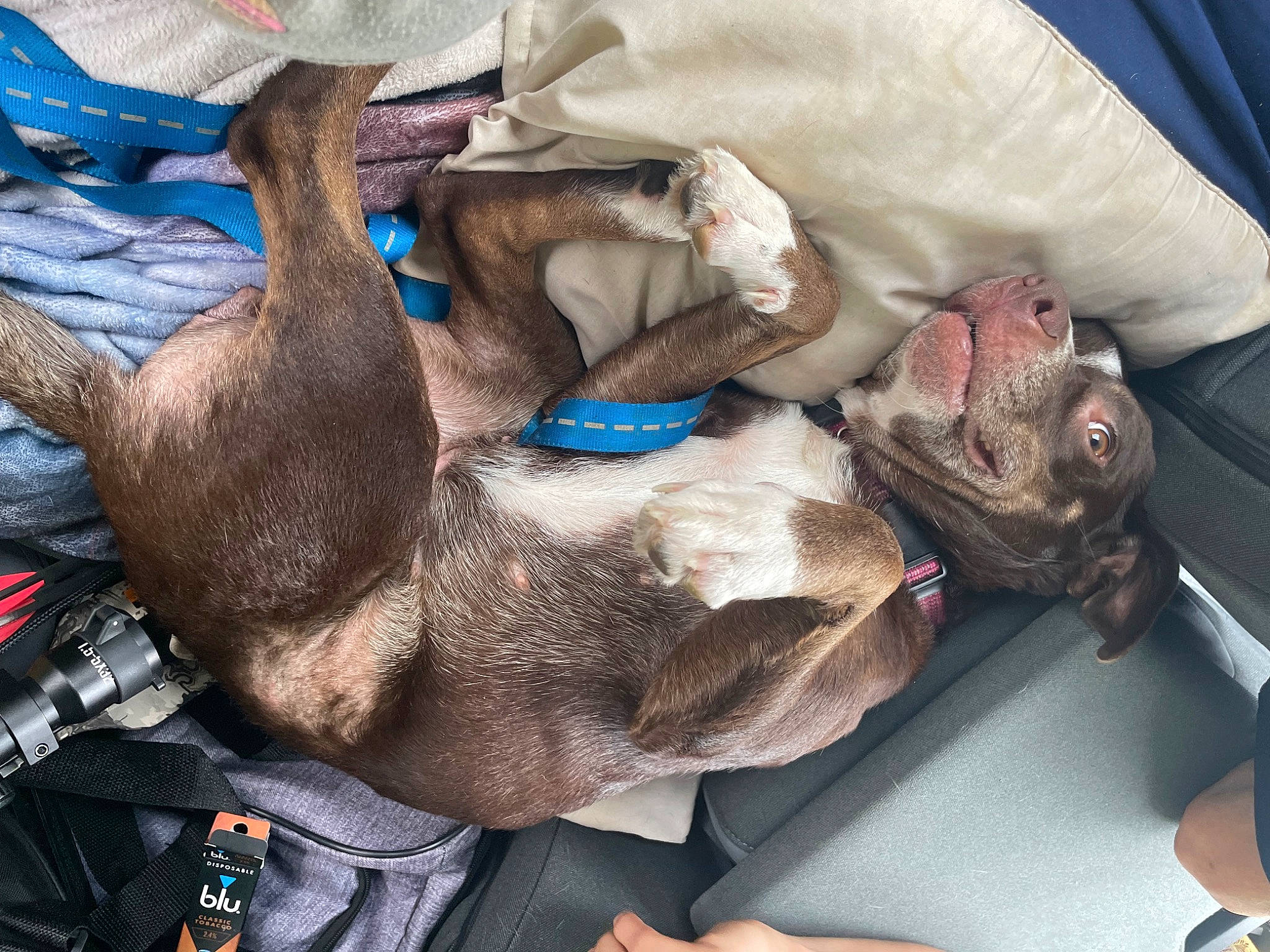 Pheonix joined the competition — help win amazing prizes! canidae, carnivore, cat, comfort, dog_breed, electric_blue, fawn, felidae, fur, grey, linens, nap, small_to_medium_sized_cats, snout, sporting_group, working_animal, wrinkle