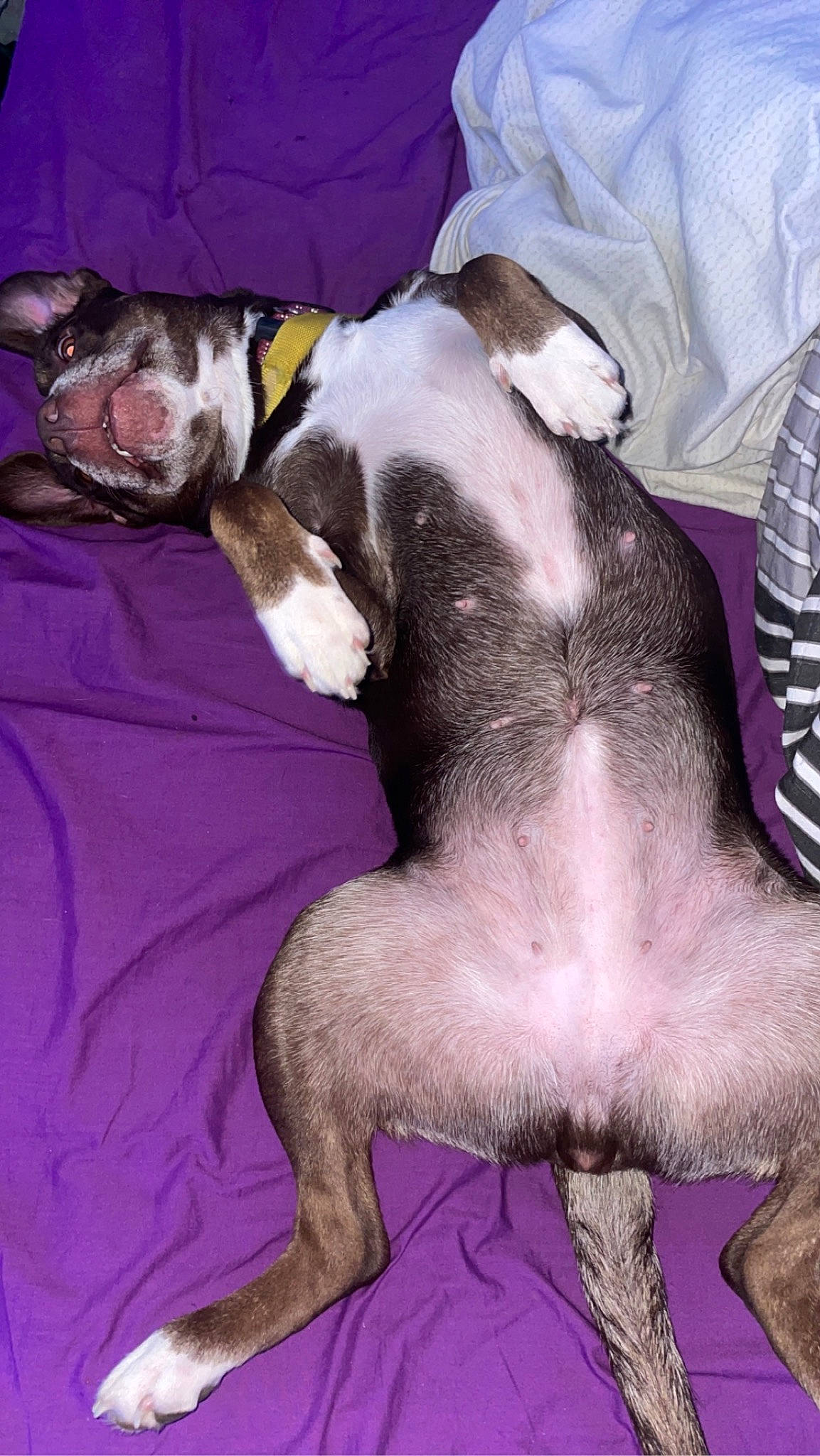 Pheonix is registered to the contest to win money with this photo: boston_terrier, canidae, carnivore, comfort, companion_dog, dog, dog_breed, fawn, fur, lap, linens, nap, paw, snout, sporting_group, tail, toy_dog, vertebrate, whiskers, working_animal