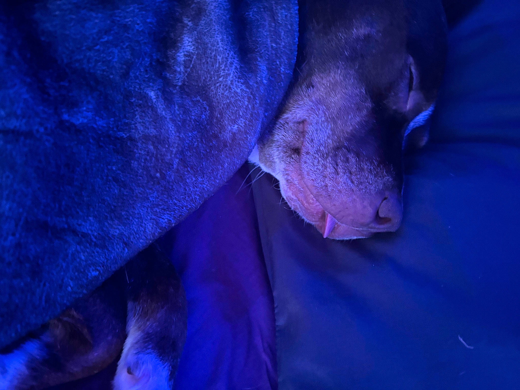 Pheonix Mini Rose joined the competition — help win amazing prizes! blue, canidae, carnivore, darkness, dog, dog_breed, electric_blue, felidae, fur, guard_dog, magenta, non_sporting_group, petal, purple, snout, sporting_group, violet, whiskers