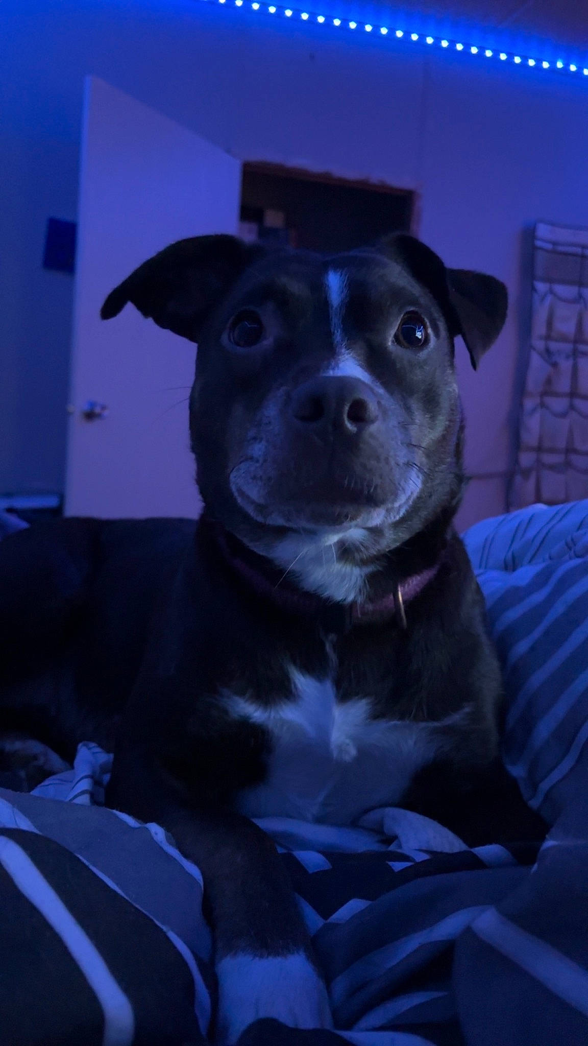 Pheonix Mini Rose joined the competition — help win amazing prizes! blue, borador, canidae, carnivore, comfort, companion_dog, darkness, dog, dog_breed, electric_blue, fawn, fur, guard_dog, non_sporting_group, purple, snout, sporting_group, toy_dog, whiskers, working_animal