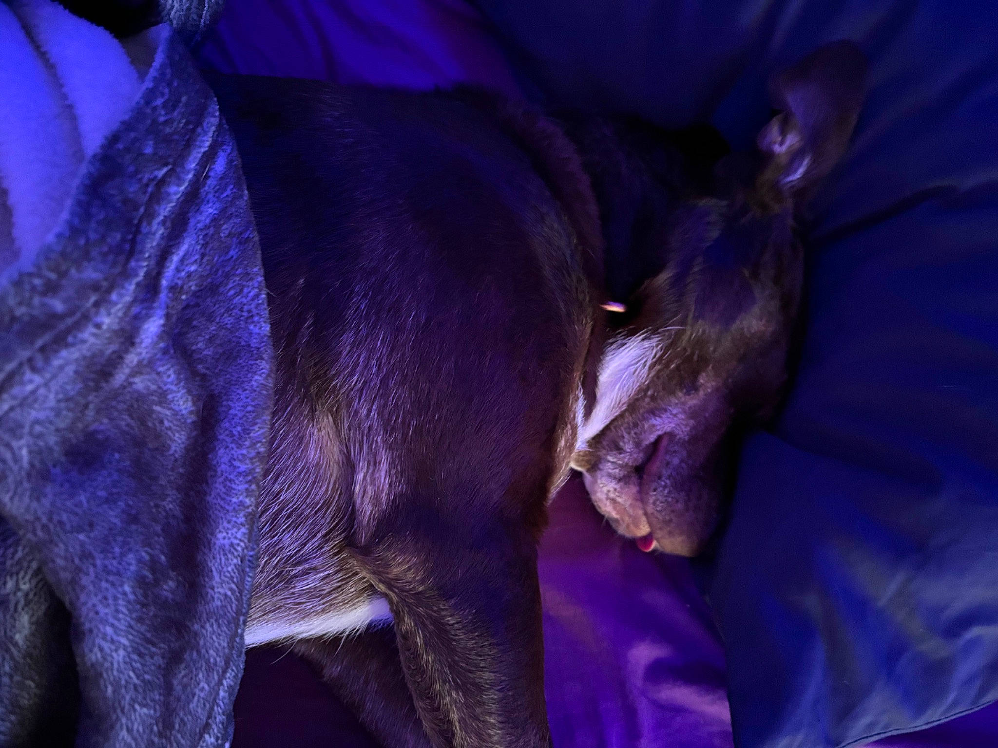 Pheonix Mini Rose joined the competition — help win amazing prizes! blue, comfort, dog, dog_breed, electric_blue, event, fawn, magenta, petal, plant, purple, rampur_greyhound, sporting_group, terrestrial_animal, violet, wildlife, working_animal