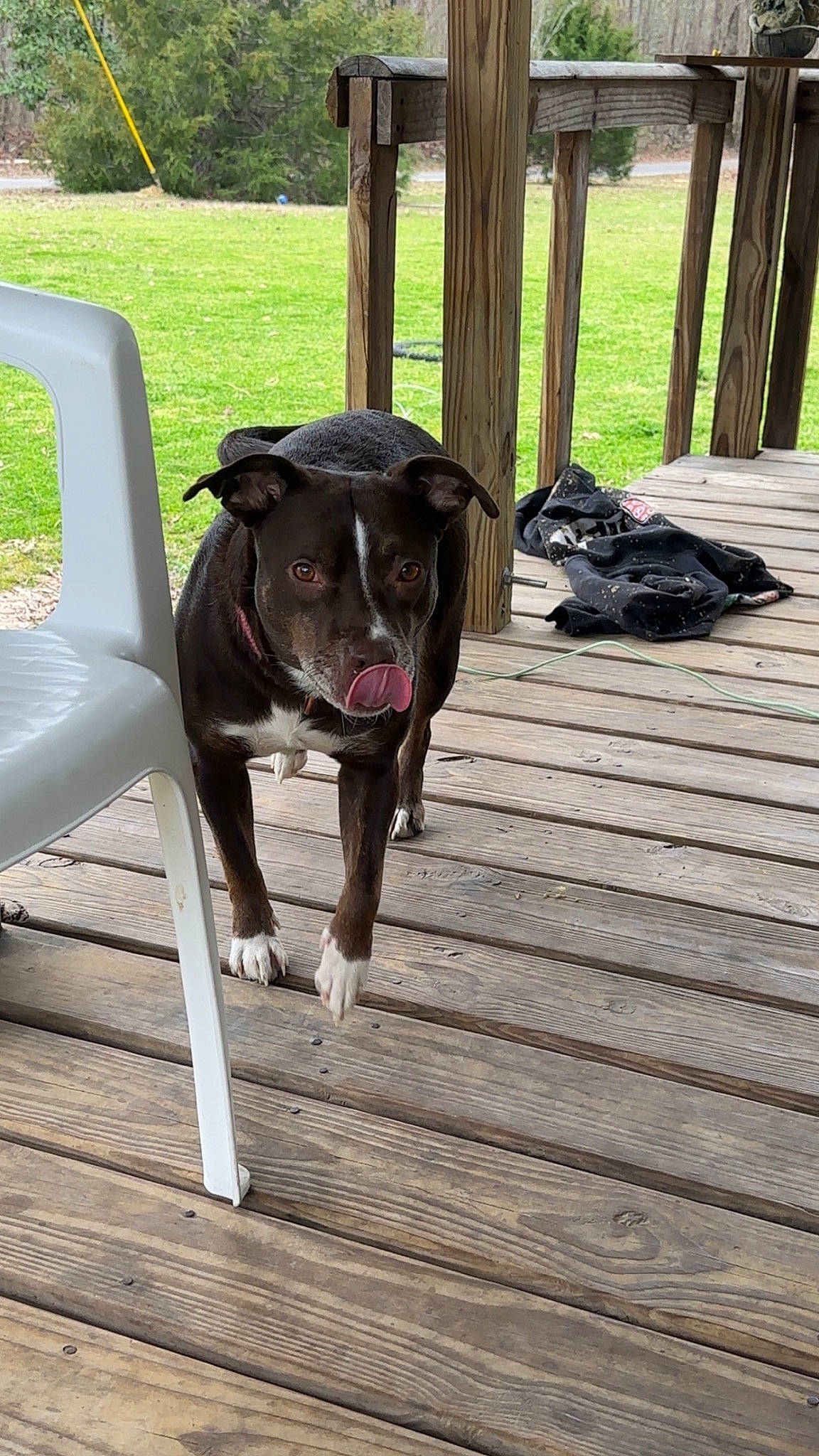 Pheonix Mini Rose is registered to the contest to win money with this photo: canidae, carnivore, chair, collar, companion_dog, dog, dog_breed, dog_collar, fawn, flooring, guard_dog, hardwood, leash, plank, snout, sporting_group, tail, wood, working_animal, working_dog