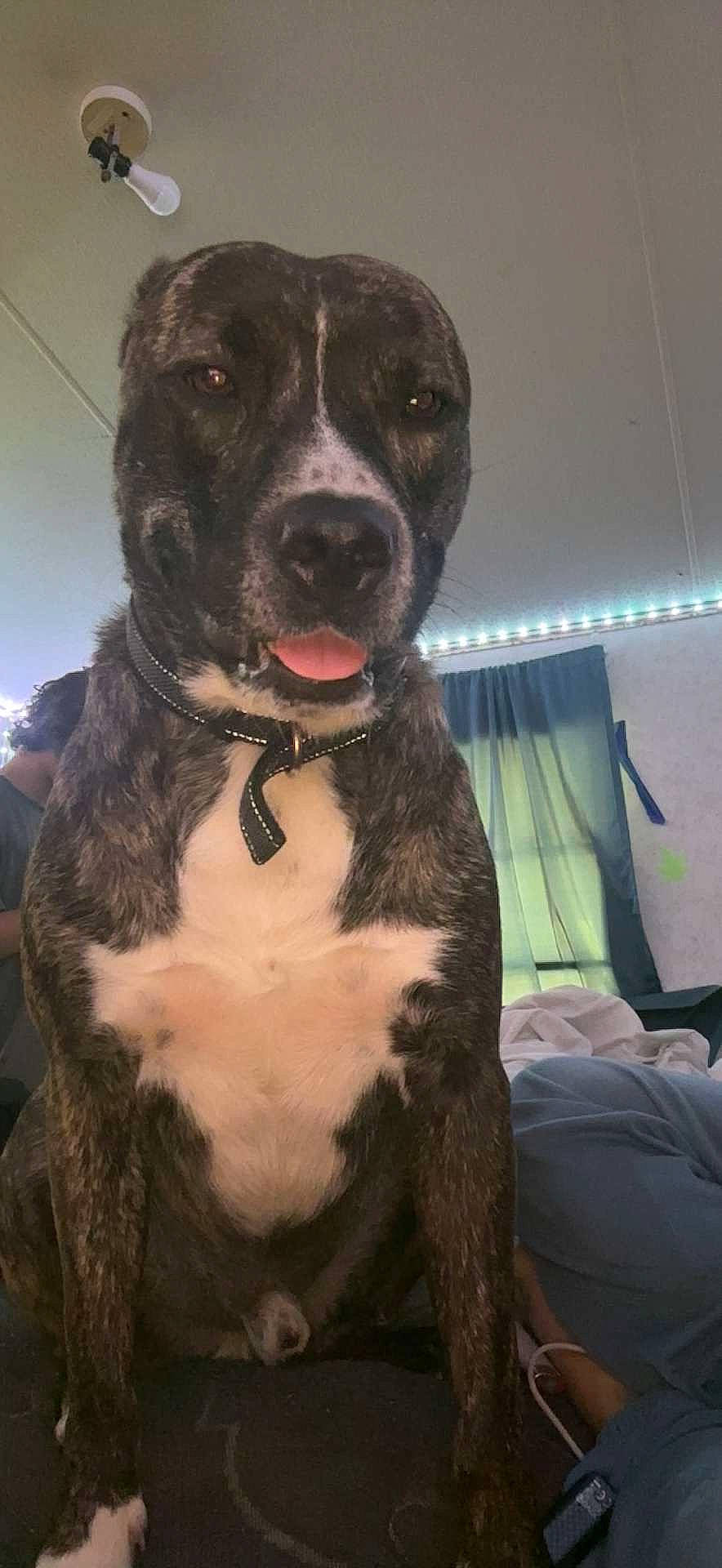 Rocky is registered to the contest to win money with this photo: canidae, carnivore, collar, companion_dog, dog, dog_breed, dog_collar, fawn, fur, guard_dog, gun_dog, hunting_dog, liver, molosser, non_sporting_group, sporting_group, whiskers, working_animal, working_dog