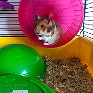 Bella participe au concours pour gagner de l'argent avec cette photo : cage, degu, gerbil, hamster, mouse, muridae, muroidea, pet_supply, rat, rodent, small_animal_food