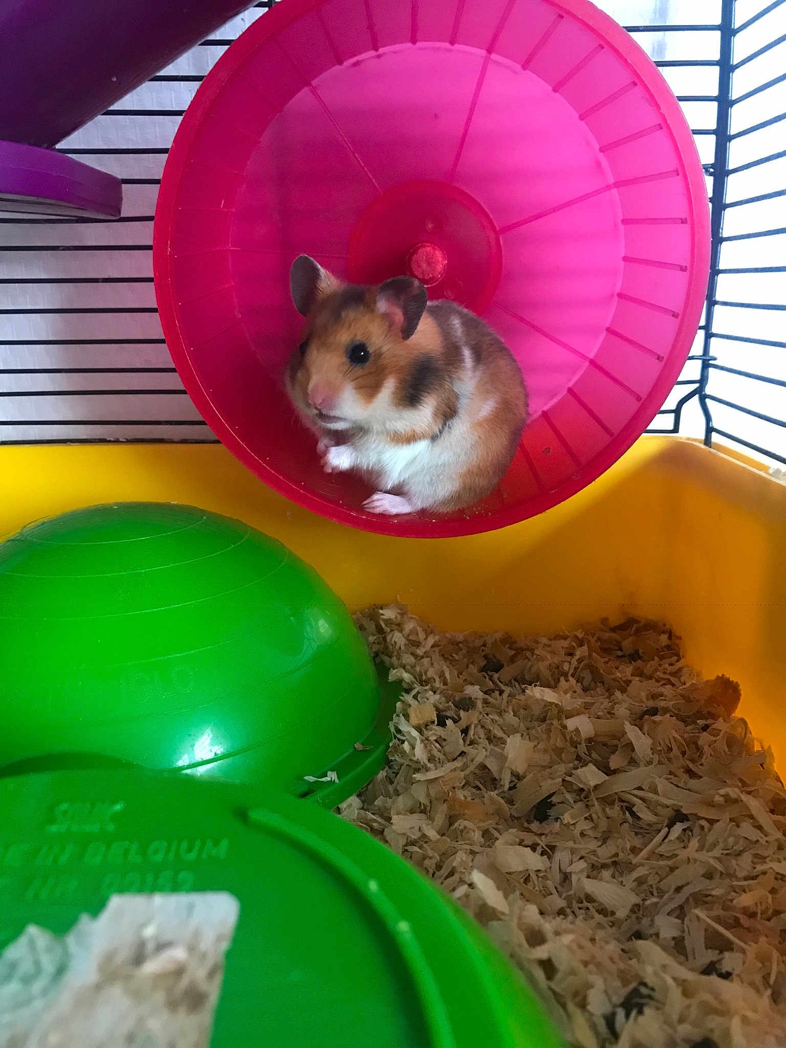 Bella participe au concours pour gagner de l'argent avec cette photo : cage, degu, gerbil, hamster, mouse, muridae, muroidea, pet_supply, rat, rodent, small_animal_food