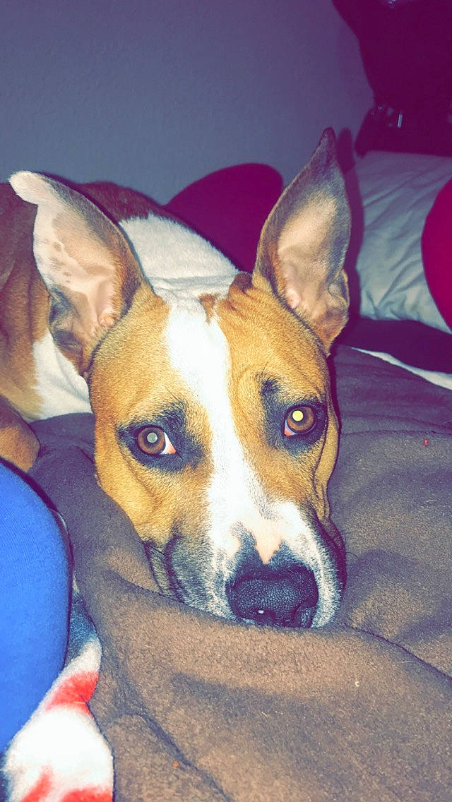 Leika a rejoint le concours — aidez-le/la à gagner de superbes lots ! basenji, canidae, carnivore, carolina_dog, dog, dog_breed, ear, fawn, feist, ibizan_hound, mammal, rat_terrier, snout, teddy_roosevelt_terrier, vertebrate, whiskers