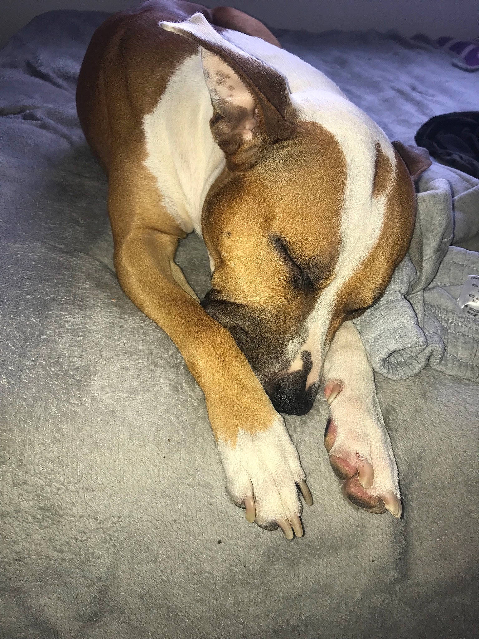 Leika participe au concours pour gagner de l'argent avec cette photo : boxer, canidae, carnivore, dog, dog_breed, ear, fawn, mammal, nap, paw, puppy_love, sleep, snout