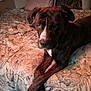 Zeus joined the competition — help win amazing prizes! dog, bed, blanket, pillow, floral_pattern, fur, pet, domestic_animal, indoor, resting, canine, brown, white_marking, crossed_paws, furniture, comfort, room, shelf, stuffed_toy, casual