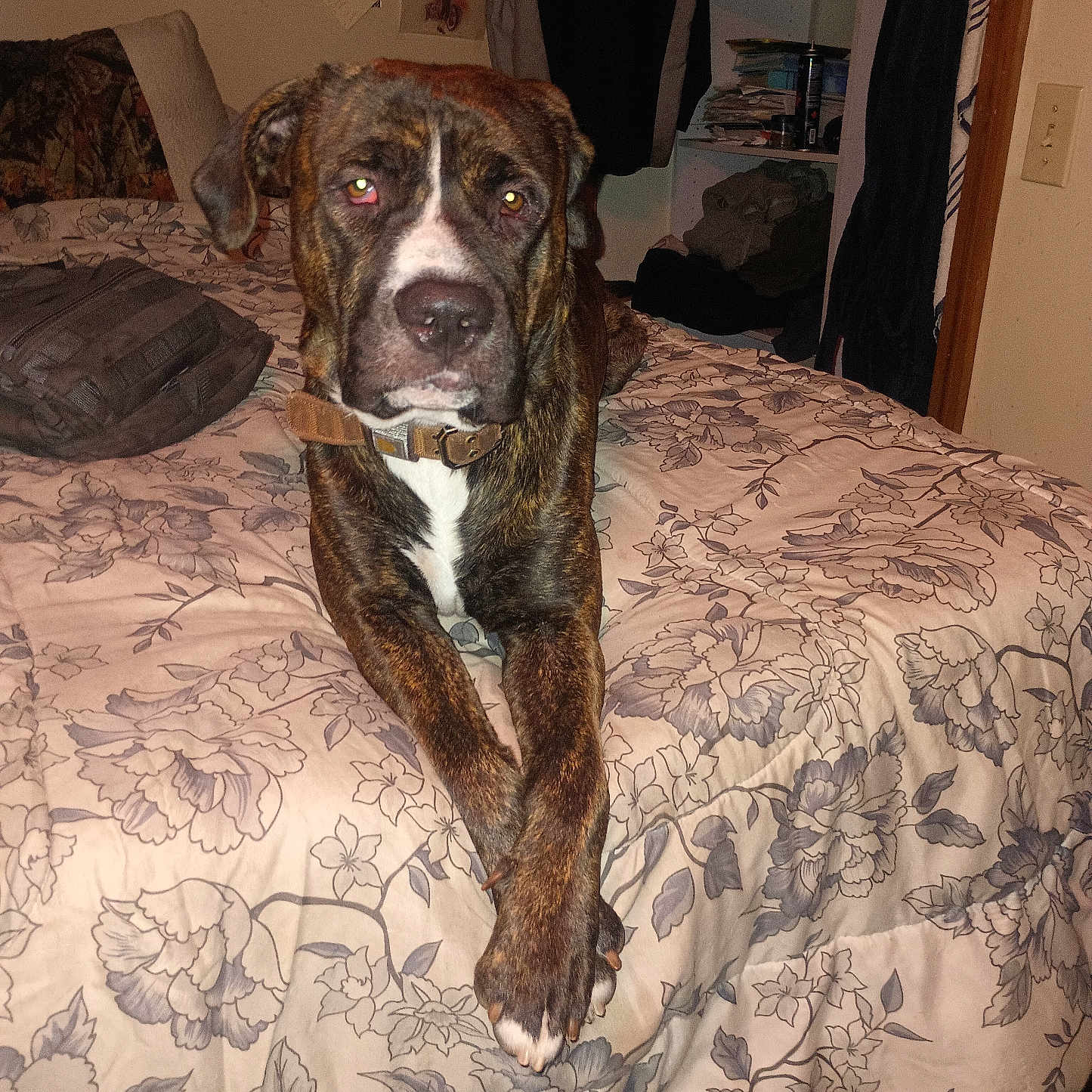 Zeus is registered to the contest to win money with this photo: animal, bed, bedroom, blanket, brown, calm, canine, clutter, collar, dog, floral_pattern, furniture, indoor, paws, pet, portrait, resting, shelf, wall_art, white