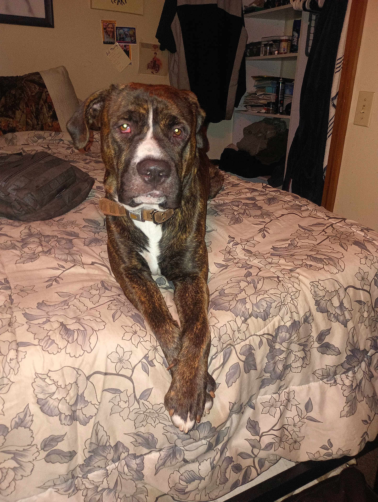 Zeus is registered to the contest to win money with this photo: dog, bed, blanket, floral_pattern, paws, collar, indoor, furniture, shelf, clutter, wall_art, brown, white, animal, pet, resting, portrait, canine, bedroom, calm