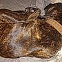 Zeus joined the competition — help win amazing prizes! dog, brindle, collar, sleeping, curled_up, bed, blanket, sheet, resting, pet, canine, fur, domestic_animal, animal, indoors, cozy, relaxed, snug, tail, paw
