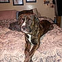 dog, brindle, bed, floral_bedspread, pillow, crossed_paws, indoor, bedroom, decor, wall_art, shadow, canine, pet, collar, resting, furniture, blanket, comfort, animal, domestic