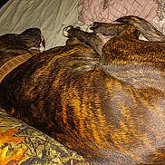 Zeus is registered to the contest to win money with this photo: dog, brindle, sleeping, bed, blanket, pillow, domestic_animal, pet, fur, resting, cozy, indoor, canine, animal, closeup, comfort, relaxation, home, sleep, cute