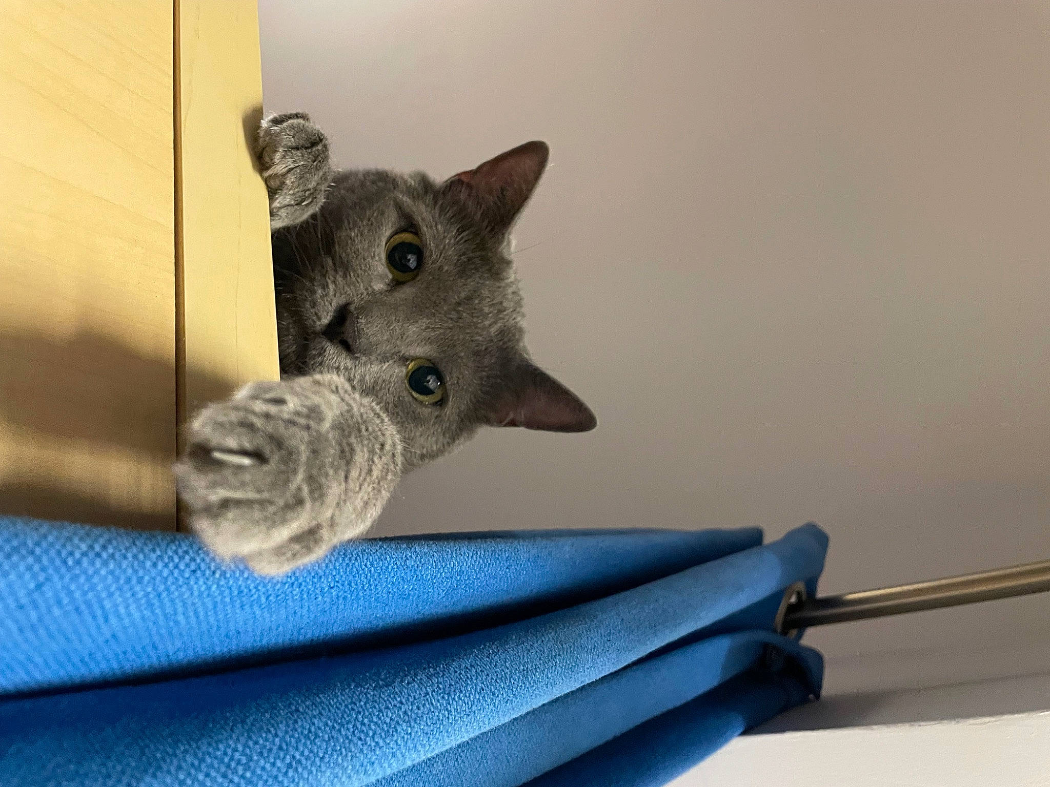 Marusia participe au concours pour gagner de l'argent avec cette photo : carnivore, cat, cat_toy, domestic_short_haired_cat, electric_blue, felidae, grey, metal, small_to_medium_sized_cats, tail, whiskers, wood