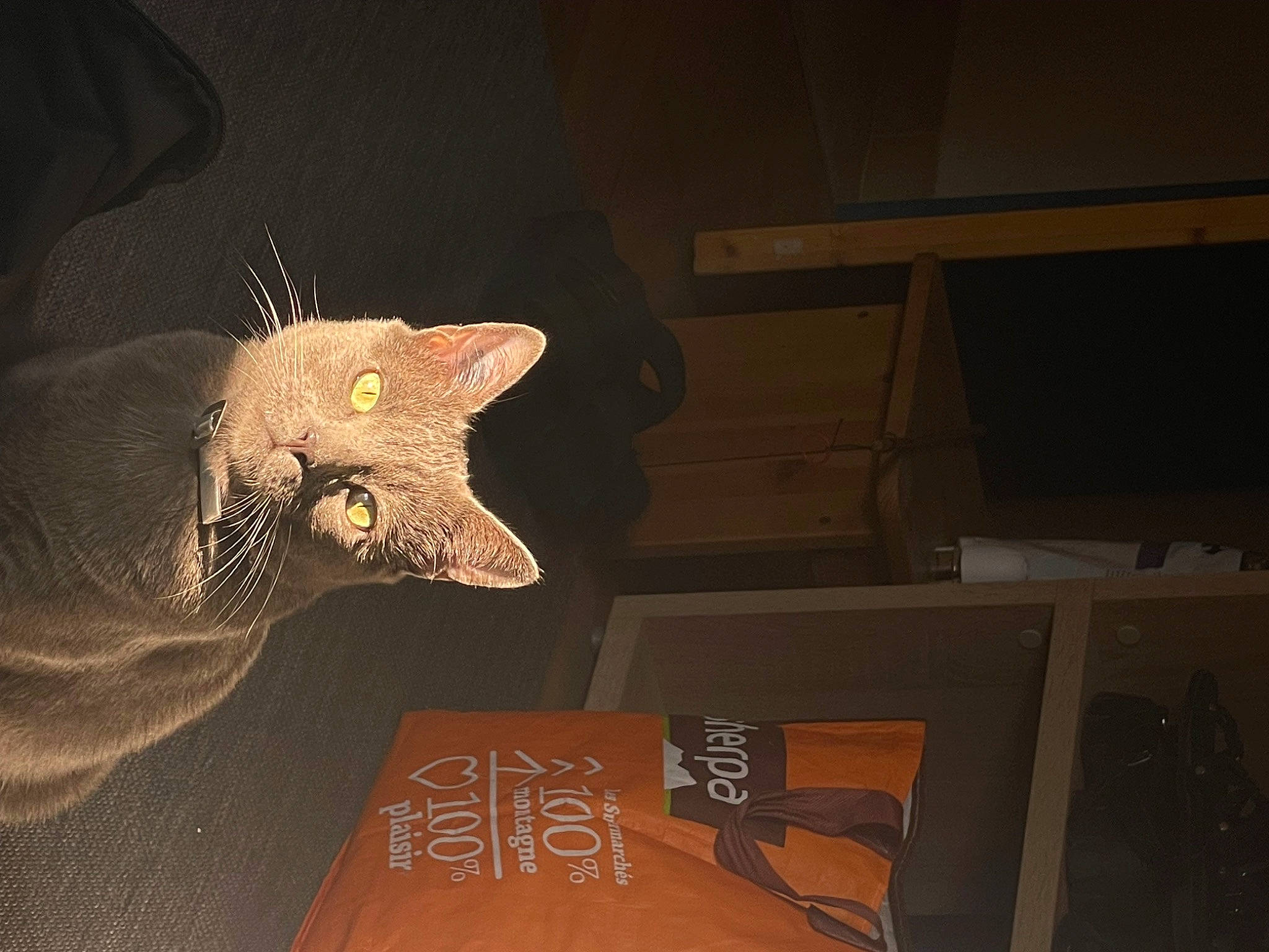 Marusia participe au concours pour gagner de l'argent avec cette photo : art, artifact, cat, darkness, event, felidae, flooring, fur, metal, plywood, room, sculpture, small_to_medium_sized_cats, still_life_photography, tail, visual_arts, whiskers, wood