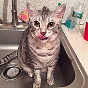 Bailey is registered to the contest to win money with this photo: aegean_cat, american_shorthair, asian, australian_mist, burmilla, carnivore, cat, domestic_short_haired_cat, dragon_li, egyptian_mau, european_shorthair, felidae, kitten, mammal, ocicat, small_to_medium_sized_cats, tabby_cat, vertebrate, washing, whiskers