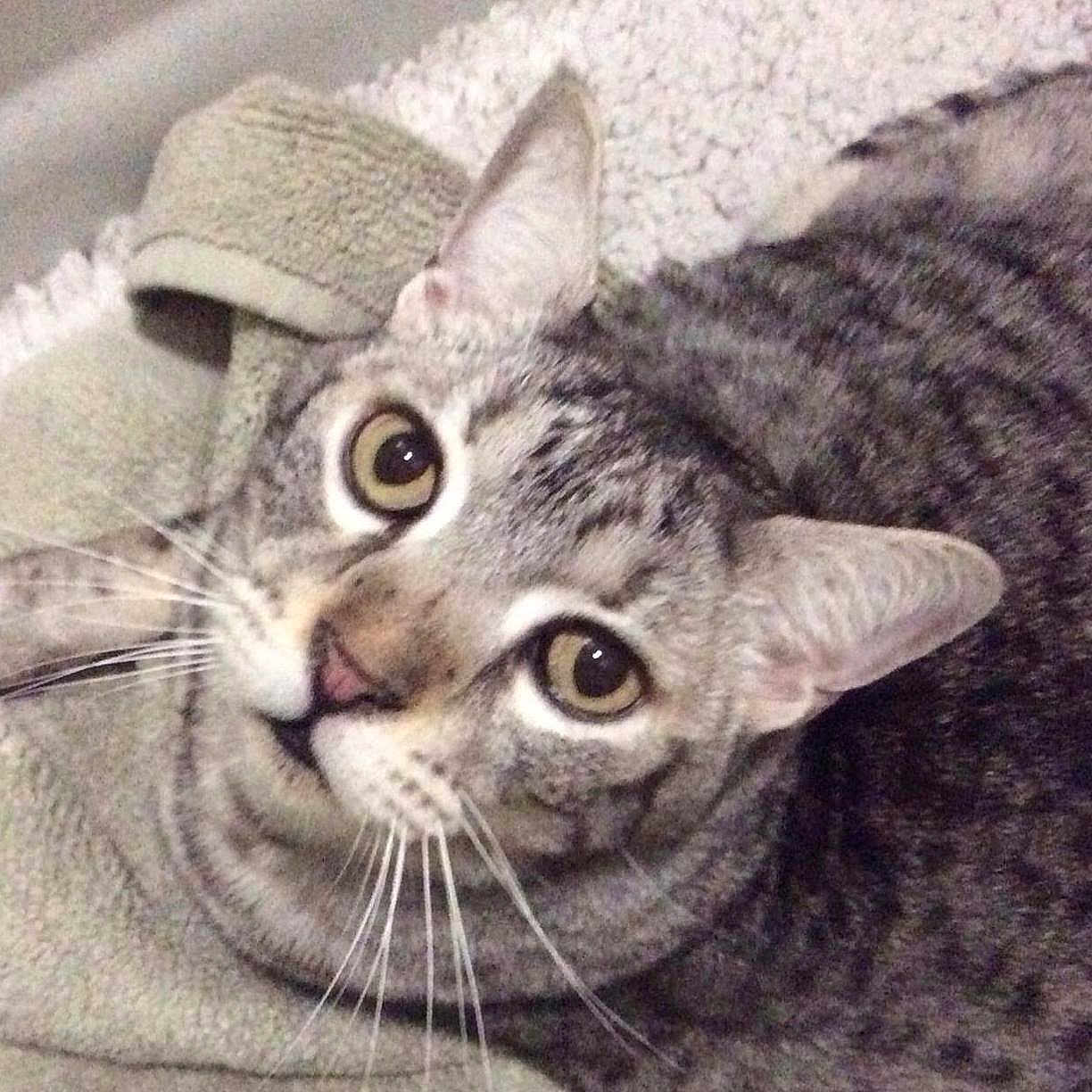 Sausage joined the competition — help win amazing prizes! american_shorthair, american_wirehair, asian, california_spangled, carnivore, cat, close_up, domestic_short_haired_cat, dragon_li, ear, egyptian_mau, european_shorthair, felidae, kitten, mammal, ocicat, small_to_medium_sized_cats, snout, tabby_cat, whiskers