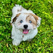 Anastasia joined the competition — help win amazing prizes! puppy, dog, grass, outdoor, greenery, cute, pet, animal, tongue_out, happy, fur, blue_eyes, small_dog, nature, playful, young_dog, mammal, canine, adorable, summer
