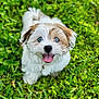 puppy, dog, grass, outdoor, greenery, cute, pet, animal, tongue_out, happy, fur, blue_eyes, small_dog, nature, playful, young_dog, mammal, canine, adorable, summer