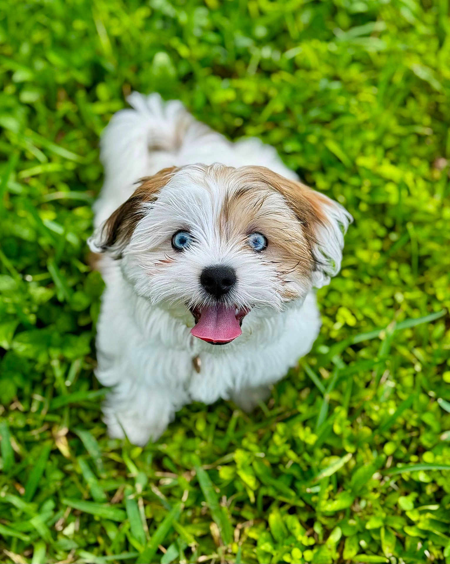 Anastasia joined the competition — help win amazing prizes! puppy, dog, grass, outdoor, greenery, cute, pet, animal, tongue_out, happy, fur, blue_eyes, small_dog, nature, playful, young_dog, mammal, canine, adorable, summer