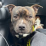 Atao a rejoint le concours — aidez-le/la à gagner de superbes lots ! dog, brindle, pet, leash, car_interior, floor, sneakers, person, casual_clothing, close_up, looking_up, brown_eyes, seat, black_fur, white_markings, animal, indoor, companion, curious, floor_mat