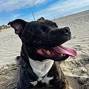 Atao a rejoint le concours — aidez-le/la à gagner de superbes lots ! dog, brindle, tongue_out, beach, sand, sky, clouds, happy, pet, canine, outdoor, nature, animal, leash, collar, closeup, daylight, smiling, relaxed, playful
