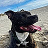 dog, brindle, tongue_out, beach, sand, sky, clouds, happy, pet, canine, outdoor, nature, animal, leash, collar, closeup, daylight, smiling, relaxed, playful
