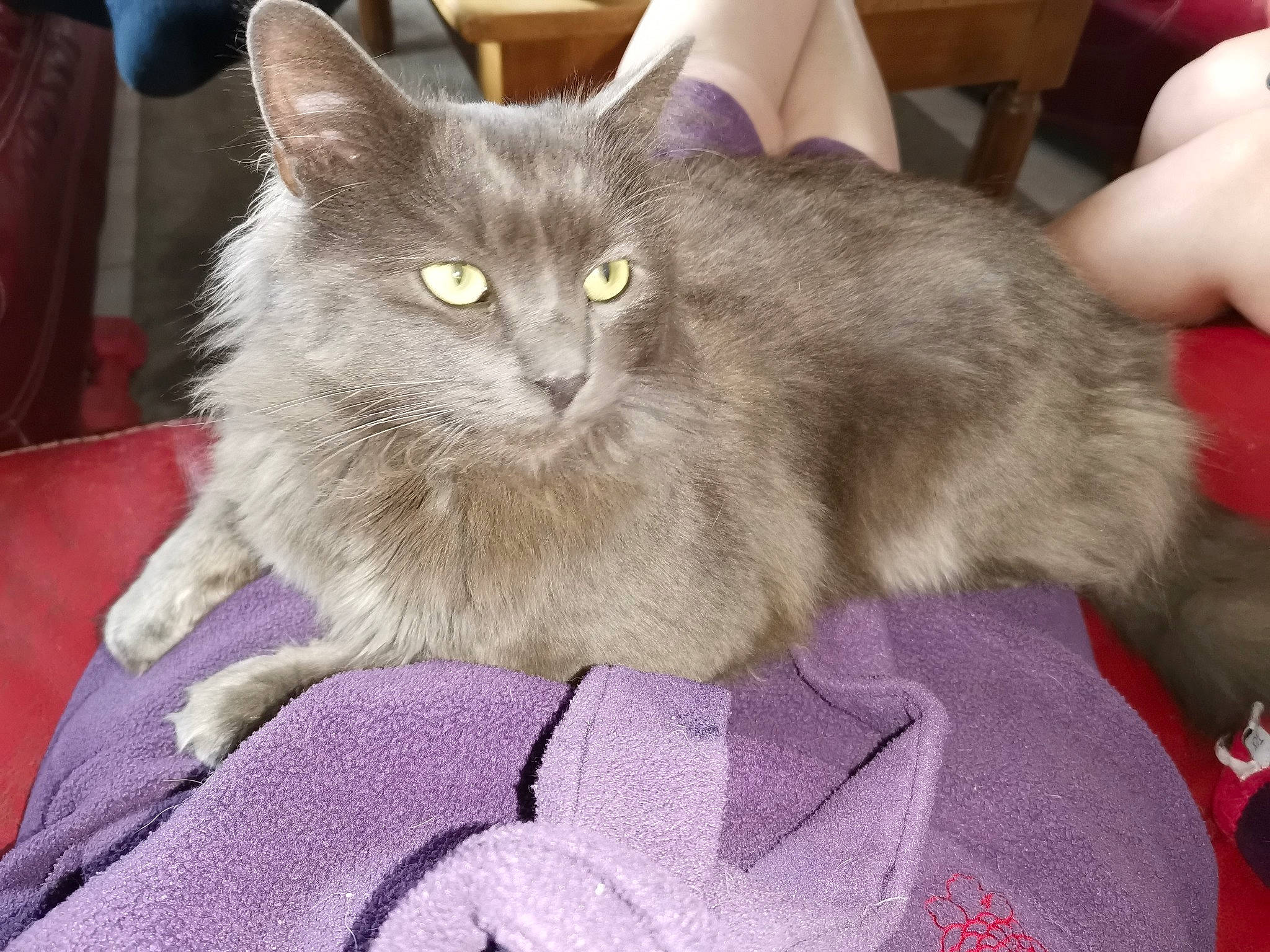 Krokmou participe au concours pour gagner de l'argent avec cette photo : carnivore, cat, chartreux, comfort, domestic_short_haired_cat, eye, fawn, felidae, fur, grey, havana_brown, sitting, small_to_medium_sized_cats, tail, whiskers