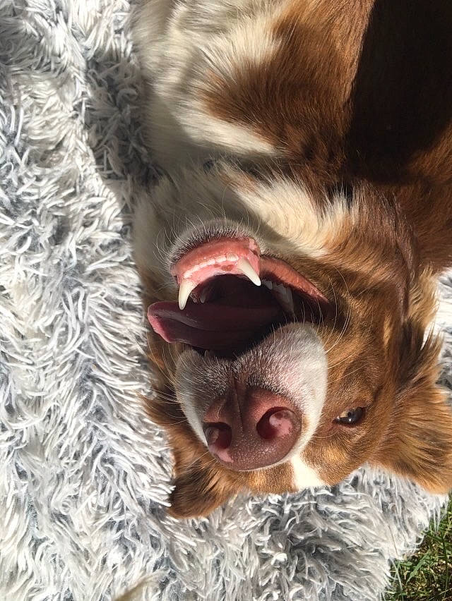 Rocky joined the competition — help win amazing prizes! australian_shepherd, canidae, carnivore, close_up, dog, dog_breed, facial_expression, fur, jaw, mouth, nose, snout, spaniel, sporting_group, tooth, yawn