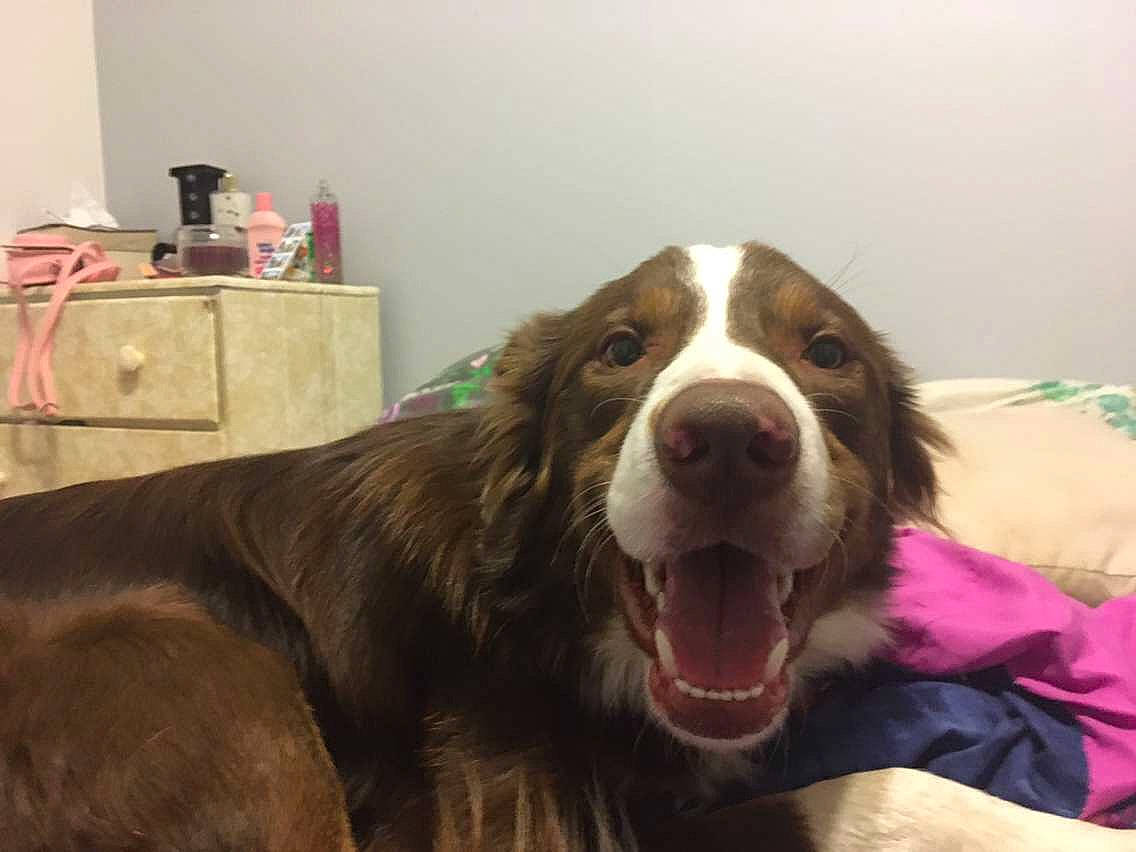 Rocky joined the competition — help win amazing prizes! canidae, carnivore, dog, dog_breed, drentse_patrijshond, english_springer_spaniel, field_spaniel, french_spaniel, liver, mammal, rare_breed_dog, snout, spaniel, sporting_group, vertebrate