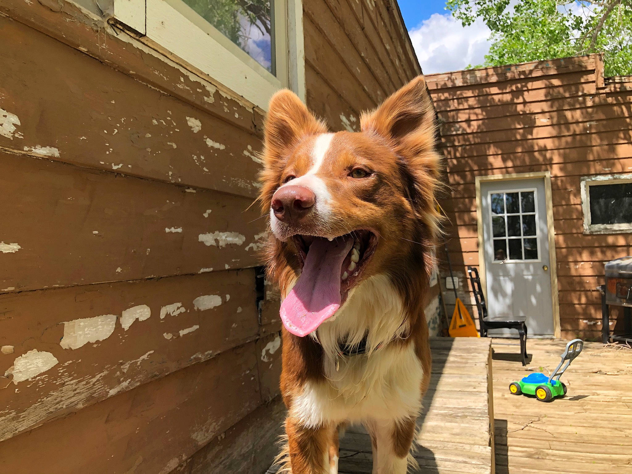 Rocky joined the competition — help win amazing prizes! australian_shepherd, basque_shepherd_dog, canidae, carnivore, dog, dog_breed, fawn, herding_dog, mammal, nova_scotia_duck_tolling_retriever, snout, sporting_group, vertebrate