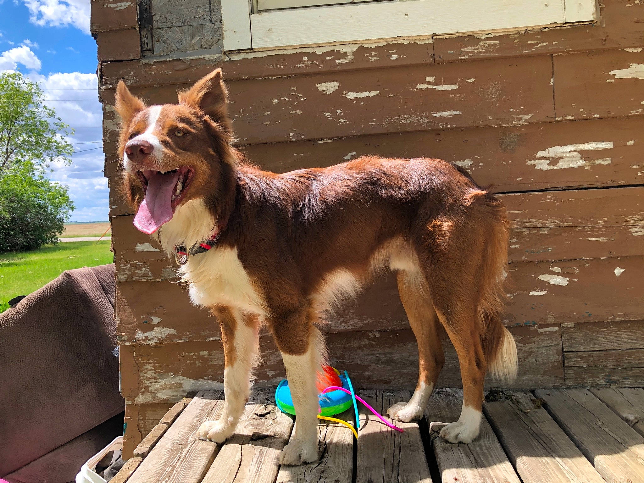 Rocky joined the competition — help win amazing prizes! belgian_shepherd, belgian_shepherd_malinois, canidae, carnivore, companion_dog, dog, dog_breed, east_european_shepherd, fawn, german_shepherd_dog, king_shepherd, kunming_wolfdog, liver, mammal, old_german_shepherd_dog, shiloh_shepherd_dog, sporting_group, tervuren, vertebrate, working_dog