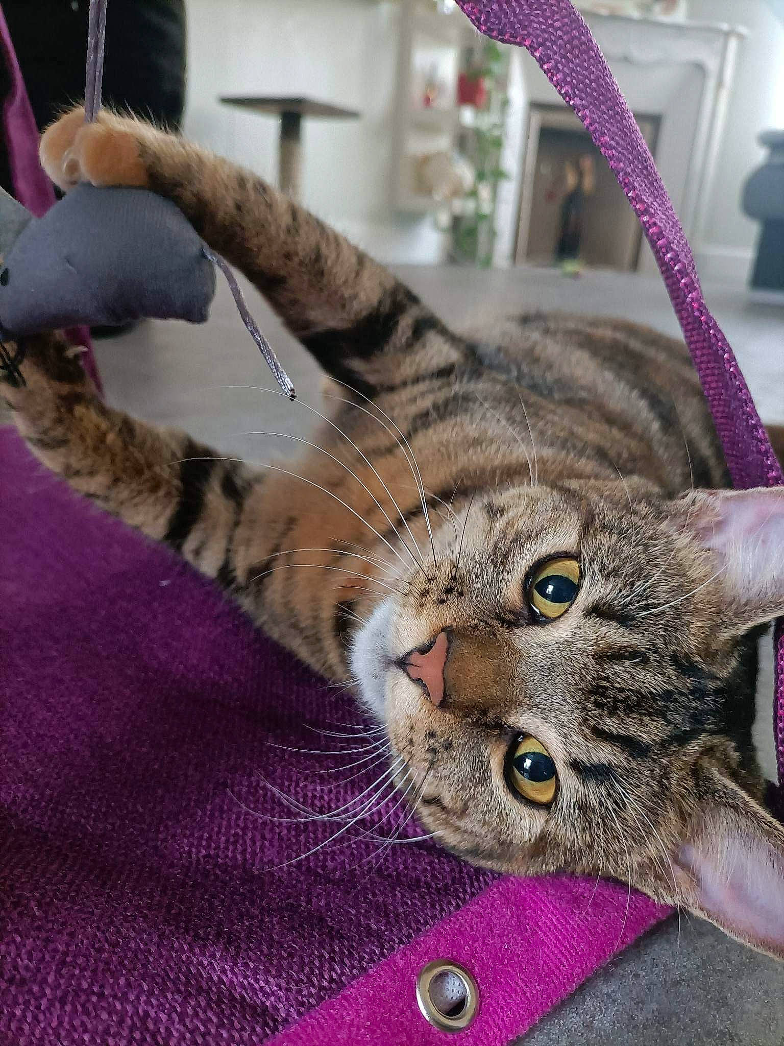 Tina a rejoint le concours — aidez-le/la à gagner de superbes lots ! carnivore, cat, claw, collar, comfort, domestic_short_haired_cat, ear, fawn, felidae, fur, magenta, paw, plant, small_to_medium_sized_cats, snout, tail, terrestrial_animal, whiskers