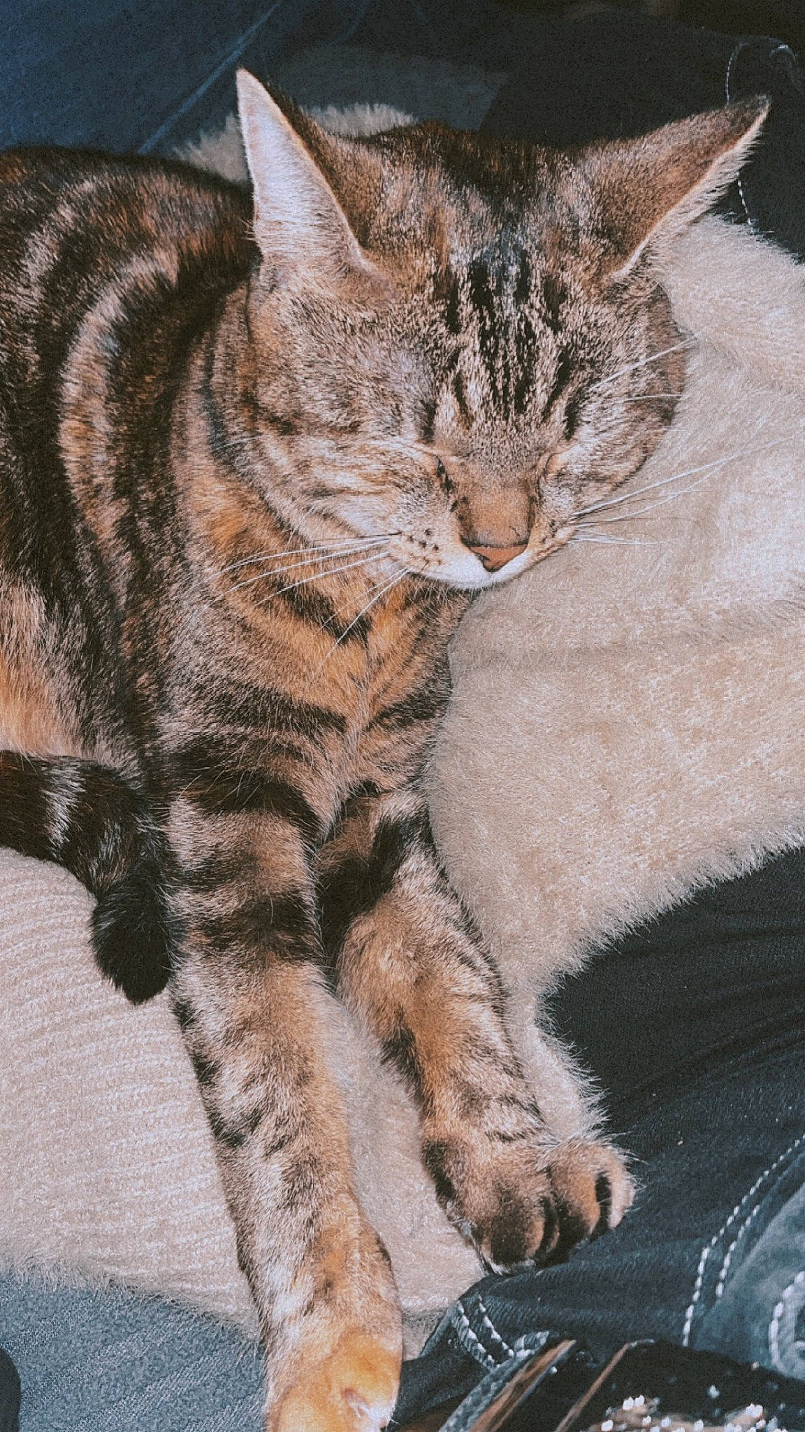 Tina participe au concours pour gagner de l'argent avec cette photo : carnivore, cat, claw, domestic_short_haired_cat, felidae, fur, paw, small_to_medium_sized_cats, snout, tail, terrestrial_animal, whiskers, wildlife