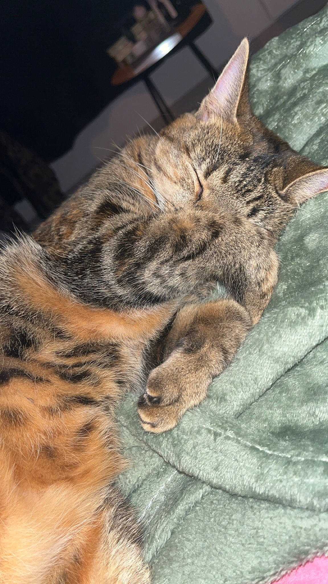 Tina participe au concours pour gagner de l'argent avec cette photo : big_cats, carnivore, cat, claw, close_up, comfort, domestic_short_haired_cat, fawn, felidae, fur, grass, military_camouflage, pattern, paw, small_to_medium_sized_cats, snout, tail, terrestrial_animal, whiskers, wildlife