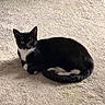cat, tuxedo_cat, black_and_white, pet, feline, animal, whiskers, ears, eyes, lying_down, indoors, carpet, floor, sunlight, shadow, home, relaxed, cute, portrait, playful