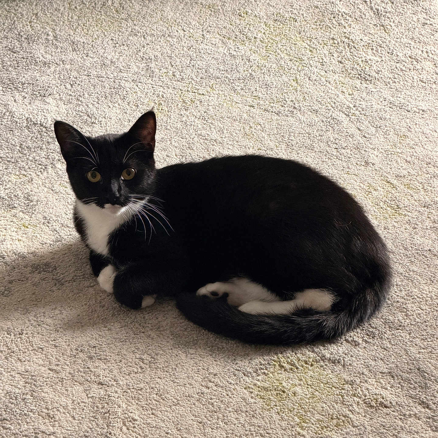 Beyoncé is registered to the contest to win money with this photo: cat, tuxedo_cat, black_and_white, pet, feline, animal, whiskers, ears, eyes, lying_down, indoors, carpet, floor, sunlight, shadow, home, relaxed, cute, portrait, playful