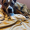 dog, brindle, bed, blanket, fleece, cozy, indoor, pet, canine, fur, napping, comfort, paws, ears, resting, cute, animal, snuggled, warm, relaxed