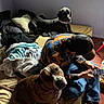 dog, person, bed, blanket, pillow, window, indoor, plaid_shirt, cap, phone, wooden_floor, curious_dog, black_dog, brown_dog, sitting, relaxed, casual_clothing, cozy, home, natural_light