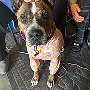 Princess joined the competition — help win amazing prizes! dog, pet, clothing, onesie, lemon_pattern, indoor, rug, brown_dog, ears_up, looking_up, people, pants, shoe, hand, floor, leash, cute, animal, companion, casual
