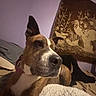 dog, bed, blanket, tapestry, pandas, purple_wall, indoor, resting, canine, ears_up, decor, animal_art, cozy, furniture, relaxing, brown_dog, white_markings, portrait, home, pet
