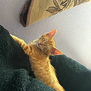 Garfield joined the competition — help win amazing prizes! kitten, cat, orange_cat, sleeping, blanket, towel, indoor, cozy, relaxed, pet, fur, animal, cute, resting, texture, wall, home, soft_light, closeup, young_cat