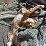 Garfield joined the competition — help win amazing prizes! kitten, cat, sleeping, ginger_cat, fur, paw, blanket, cozy, cute, nap, pet, animal, indoors, relaxing, feline, soft, resting, home, comfort, adorable